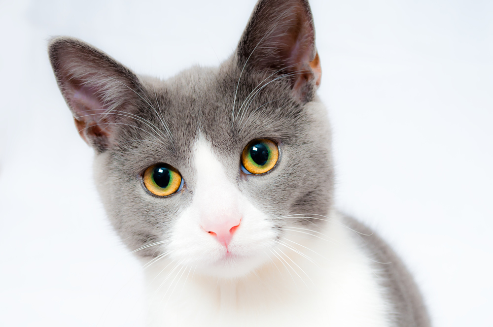 Grey White Cat Pets Vets Animals Wallpaper Wall Mural
