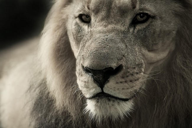 Black White Lion Wallpaper Wall Mural