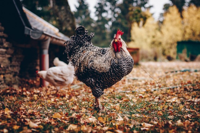 Farmyard Chicken Wallpaper Wall Mural