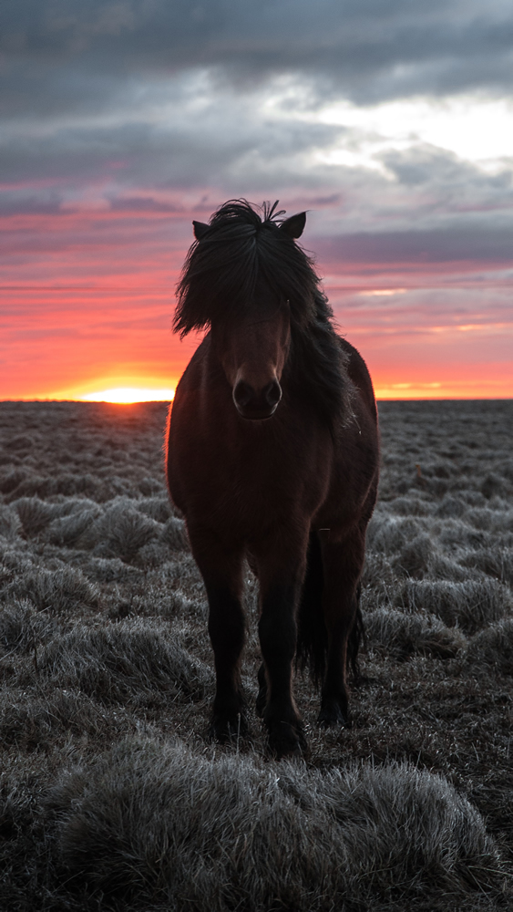 Horse In Field Sunset Wallpaper Wall Mural