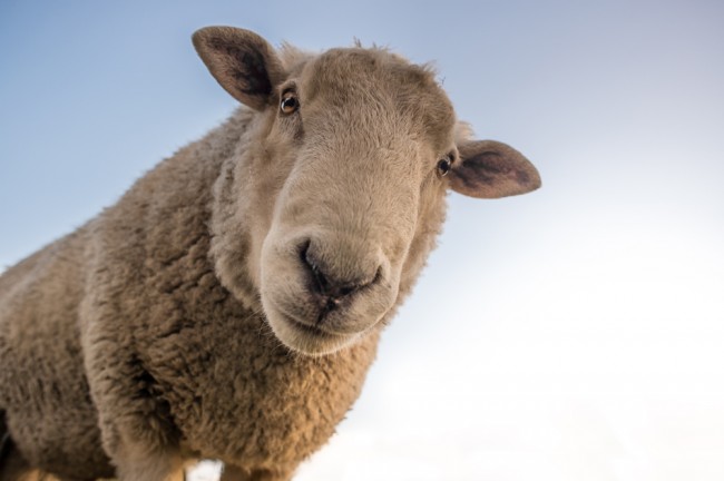 Sheep Selfie Farmyard Wallpaper Wall Mural