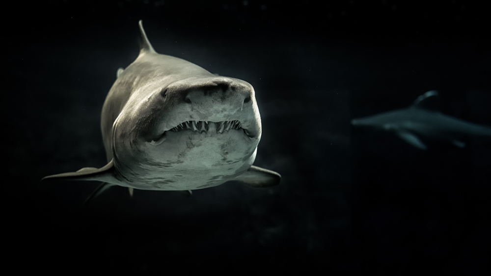 Black White Shark Wallpaper Wall Mural