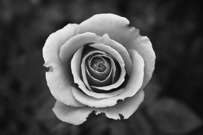 Black White Rose Flower Wallpaper Wall Mural