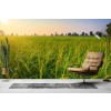 Cornfield At Sunrise Wallpaper Wall Mural