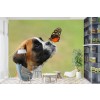 Boxer Puppy & Butterfly Wallpaper Wall Mural