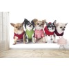 Chihuahua Puppies Wallpaper Wall Mural