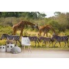 Giraffe & Zebra Wallpaper Wall Mural