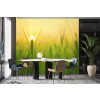 Rice Field Sunset Food Kitchen Wallpaper Wall Mural