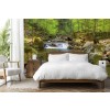 Spring at Hartz Mountain Wall Mural by Steffen Gierok