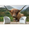 Scottish Highland Cattle I Wall Mural by Alan Majchrowicz