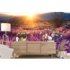 Desert Primrose at Sunset Wall Mural by Jaynes Gallery - Danita Delimont