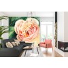 Peach Rose Wall Mural by Christine Lindstrom