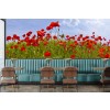 Idyllic Field Of Poppies Wall Mural by Melanie Viola