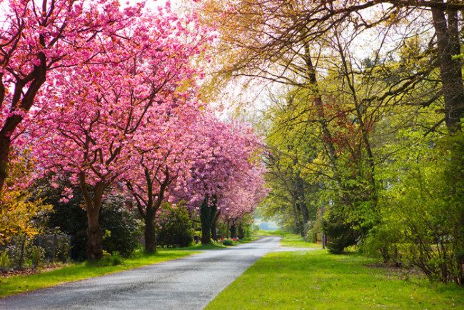 cherry blossom wall mural