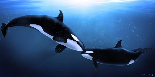 killer whale wall mural