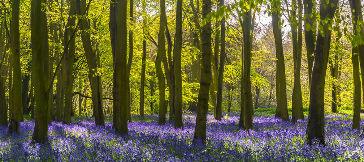 Bosque y árboles Banner